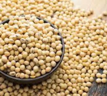 Soya Beans