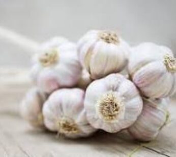 Garlic Taiwan