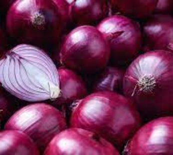 Onion Rambol (Red) small